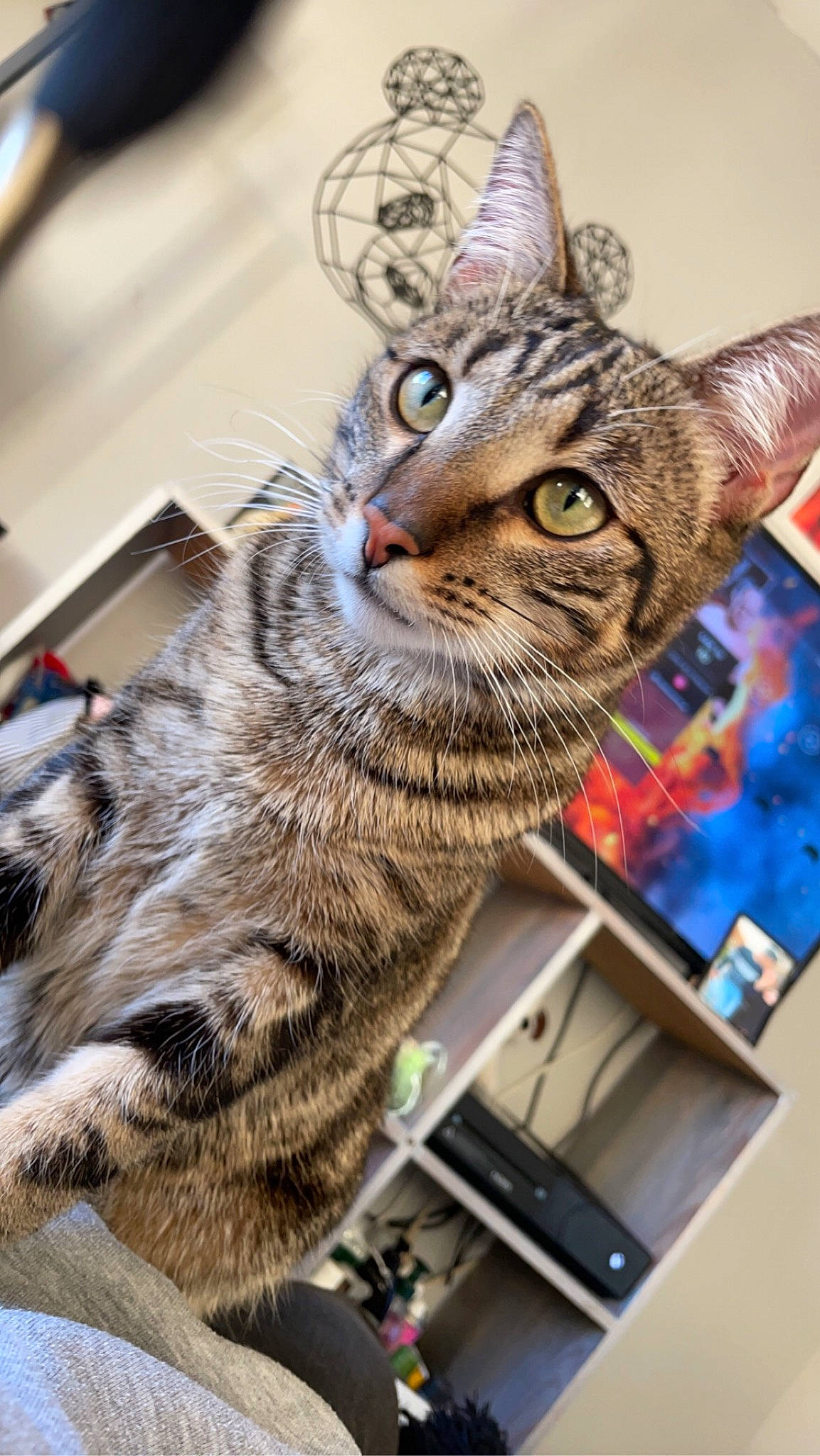 Groot participe au concours pour gagner de l'argent avec cette photo : art, carnivore, cat, computer_keyboard, display_device, domestic_short_haired_cat, felidae, fur, paw, small_to_medium_sized_cats, snout, tail, tree, visual_arts, whiskers, wildlife