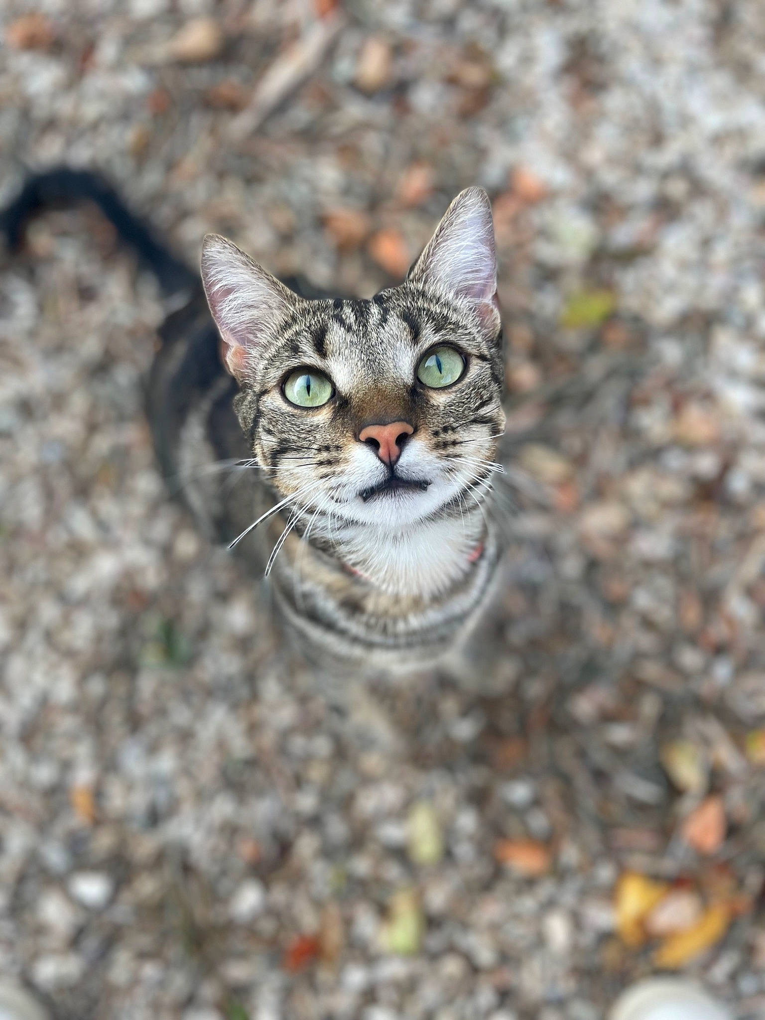 Groot participe au concours pour gagner de l'argent avec cette photo : carnivore, cat, close_up, domestic_short_haired_cat, fang, felidae, fur, grass, paw, plant, road_surface, small_to_medium_sized_cats, snout, soil, terrestrial_animal, tree, whiskers, wildlife