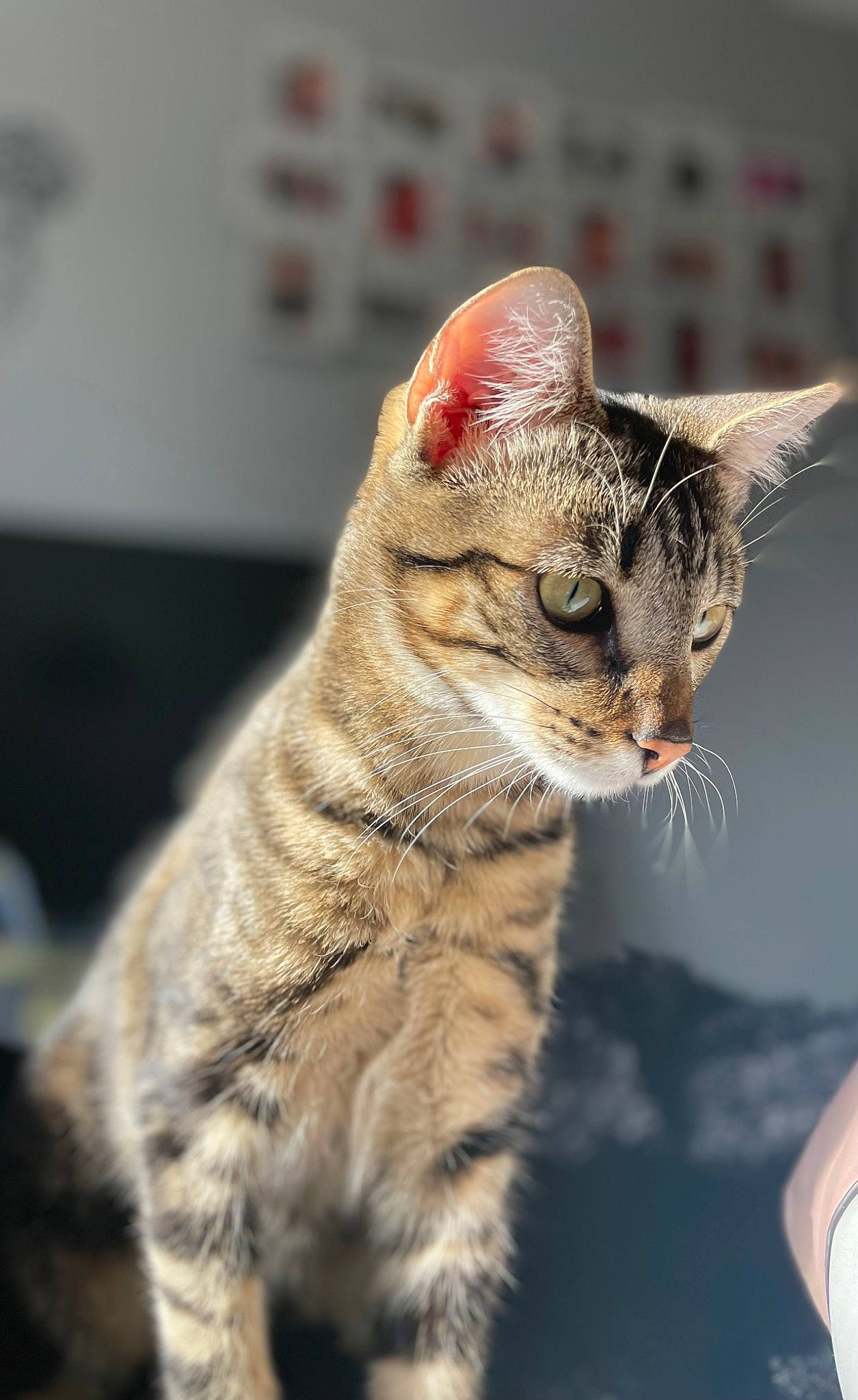 Groot participe au concours pour gagner de l'argent avec cette photo : carnivore, cat, close_up, domestic_short_haired_cat, felidae, fur, paw, sky, small_to_medium_sized_cats, snout, tail, terrestrial_animal, whiskers, wildlife