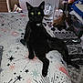 Maliki joined the competition — help win amazing prizes! animal, bag, bed, bedspread, black_cat, blanket, cat, cozy, curtains, fan, floor, furniture, green_eyes, indoor, lying_down, pet, relaxed, remote_control, room, stars_pattern