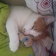 Dim Dam is registered to the contest to win money with this photo: abyssinian, animal, ball, bed, blanket, cat, couch, cushion, furniture, homedecor, indoors, kitten, manx, person, pet, sleeping, sport, tennis, tennisball, toy