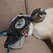 Naya participe au concours pour gagner de l'argent avec cette photo : cat, pet, animal, sleeping, resting, costume, clothing, plush_toy, toy, couch, sofa, indoor, home, fabric, fur, black_and_white, cute, cozy, portrait, photography