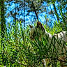 cat, animal, pet, cream_colored, outdoor, garden, foliage, leaves, shrub, trees, nature, sunlight, blue_sky, camouflage, hiding, peeking, whiskers, ears, fur, wildlife