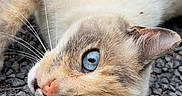 Naya participe au concours pour gagner de l'argent avec cette photo : cat, feline, pet, animal, upside_down, lying_down, gravel, outdoor, blue_eyes, whiskers, close_up, portrait, fur, calico, cream_fur, brown_fur, pink_nose, ears, playful, photography