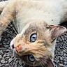 cat, feline, pet, animal, upside_down, lying_down, gravel, outdoor, blue_eyes, whiskers, close_up, portrait, fur, calico, cream_fur, brown_fur, pink_nose, ears, playful, photography