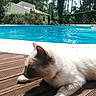 cat, feline, pet, animal, cream_fur, brown_markings, blue_eyes, lying_down, relaxed, outdoor, pool, swimming_pool, poolside, wooden_deck, garden, house, trees, greenery, sunlight, portrait