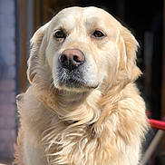 Helliot a rejoint le concours — aidez-le/la à gagner de superbes lots ! dog, golden_retriever, pet, animal, portrait, close_up, fluffy, long_hair, cream_coat, brown_eyes, black_nose, face, head, fur, outdoors, doorway, background, standing, calm, photography