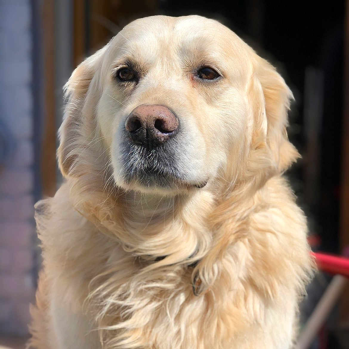 Helliot a rejoint le concours — aidez-le/la à gagner de superbes lots ! dog, golden_retriever, pet, animal, portrait, close_up, fluffy, long_hair, cream_coat, brown_eyes, black_nose, face, head, fur, outdoors, doorway, background, standing, calm, photography