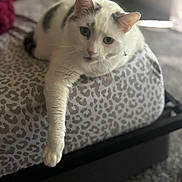 Scribbles is registered to the contest to win money with this photo: animal, bed, cat, cozy, cute, domestic, feline, fur, gray_patches, indoor, leopard_print, mammal, paw, pet, relaxed, resting, sleepy, soft_light, whiskers, white_cat