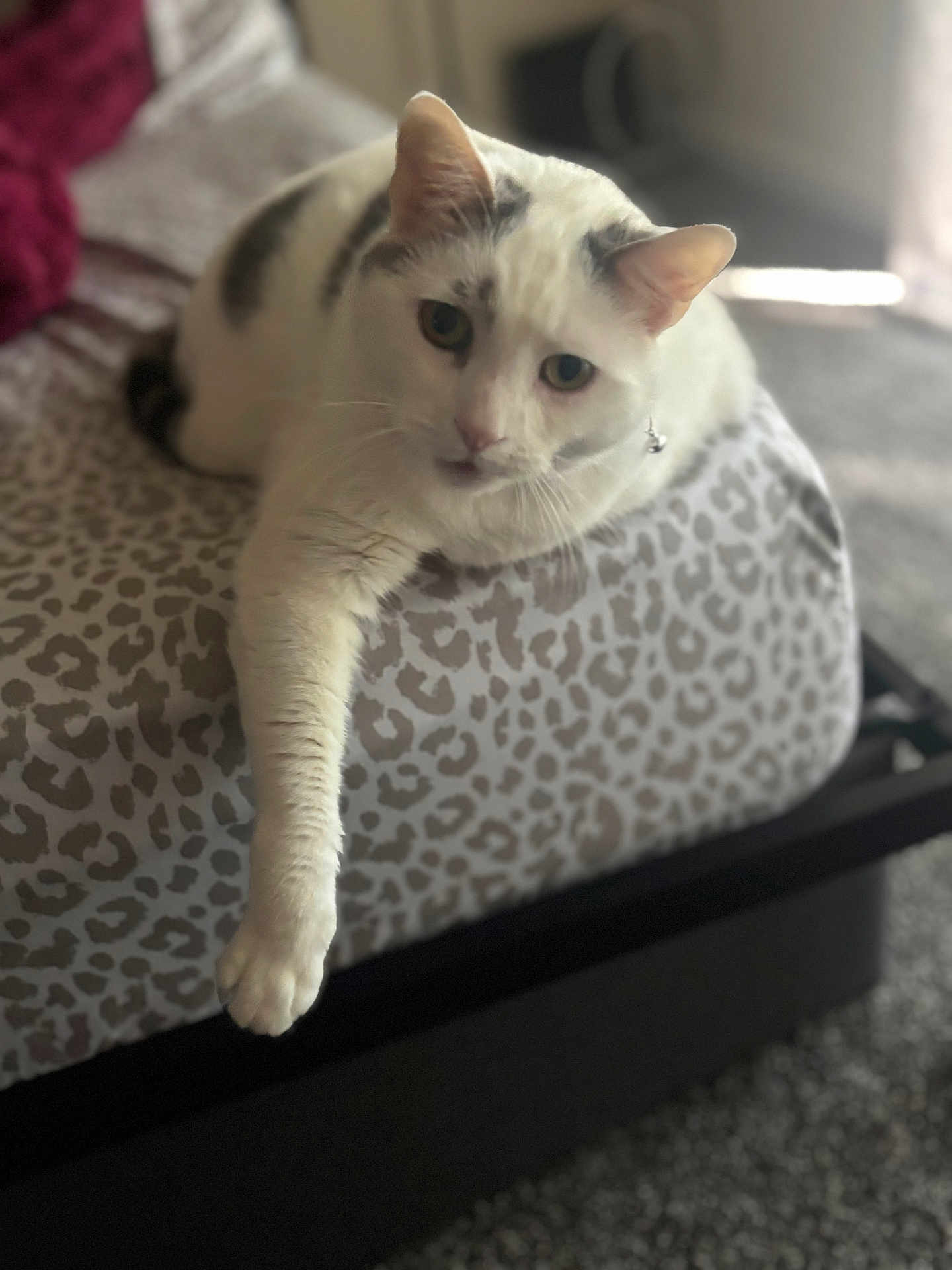 Scribbles is registered to the contest to win money with this photo: animal, bed, cat, cozy, cute, domestic, feline, fur, gray_patches, indoor, leopard_print, mammal, paw, pet, relaxed, resting, sleepy, soft_light, whiskers, white_cat