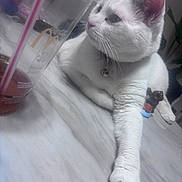 Scribbles is registered to the contest to win money with this photo: animal, bell, cat, close_up, collar, cup, domestic_animal, feline, figurine, indoor, lying_down, marble_surface, pet, plastic_cup, relaxed, side_view, straw, table, whiskers, white_cat