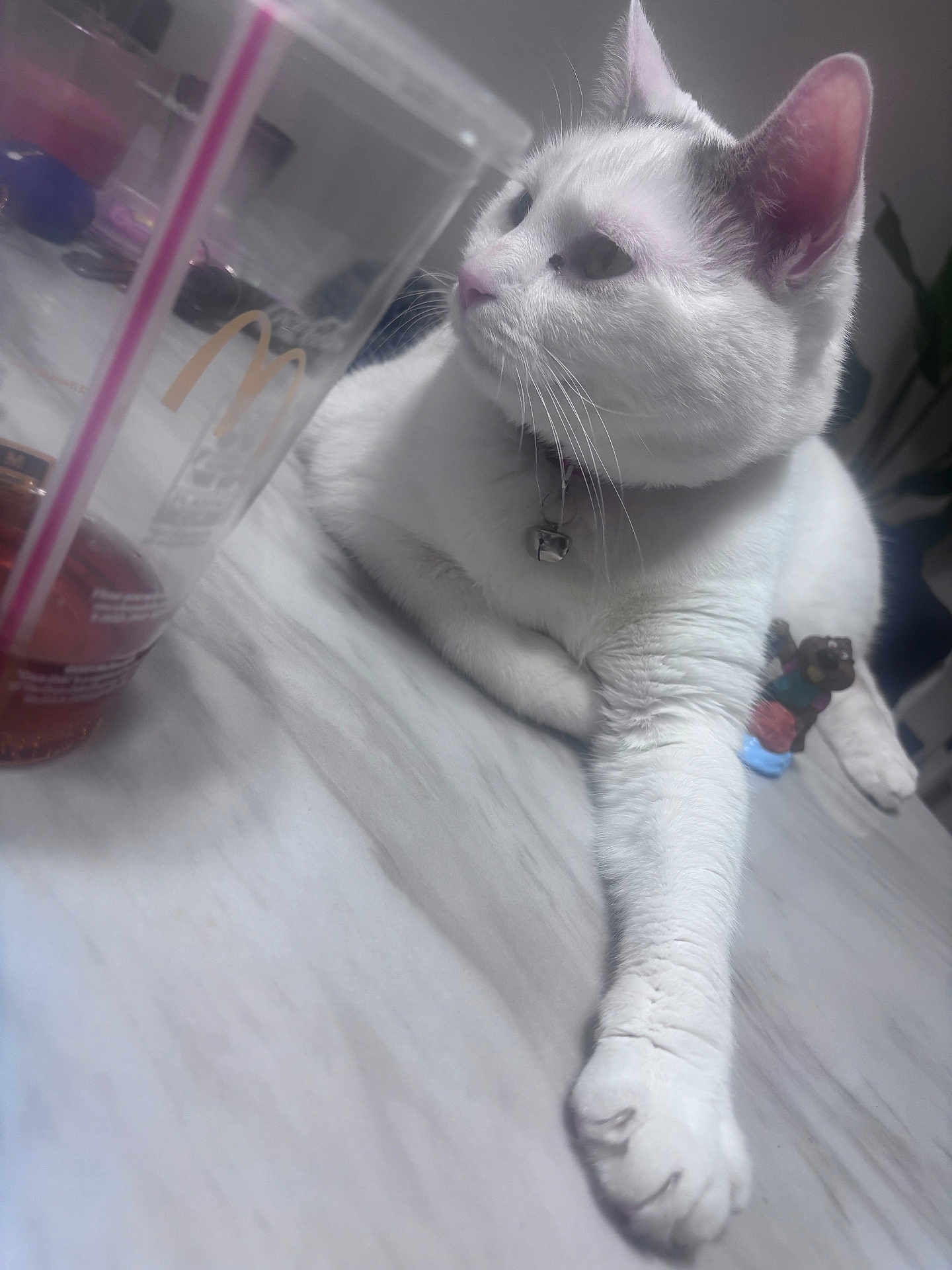 Scribbles is registered to the contest to win money with this photo: animal, bell, cat, close_up, collar, cup, domestic_animal, feline, figurine, indoor, lying_down, marble_surface, pet, plastic_cup, relaxed, side_view, straw, table, whiskers, white_cat