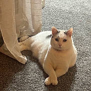 Scribbles is registered to the contest to win money with this photo: animal, carpet, cat, companion, cozy, curtain, cute, domestic, feline, fluffy, gray_patches, home, indoor, paws_crossed, pet, quiet, relaxed, resting, soft_light, white_cat