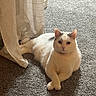 cat, white_cat, gray_patches, carpet, indoor, curtain, fluffy, relaxed, paws_crossed, pet, animal, feline, resting, cute, domestic, companion, soft_light, home, cozy, quiet