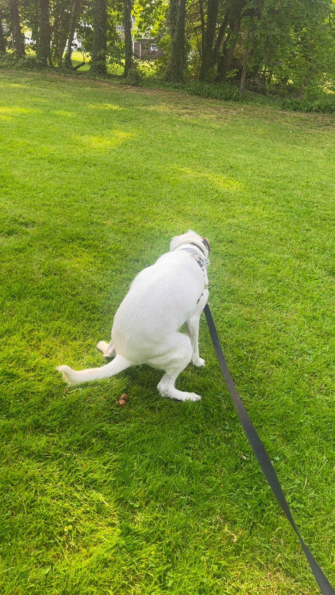 Brick joined the competition — help win amazing prizes! canidae, carnivore, companion_dog, dog, dog_breed, garden, grass, grass_family, grassland, groundcover, lawn, non_sporting_group, pasture, pet_supply, plant, shadow, sporting_group, tail, terrestrial_animal, yard