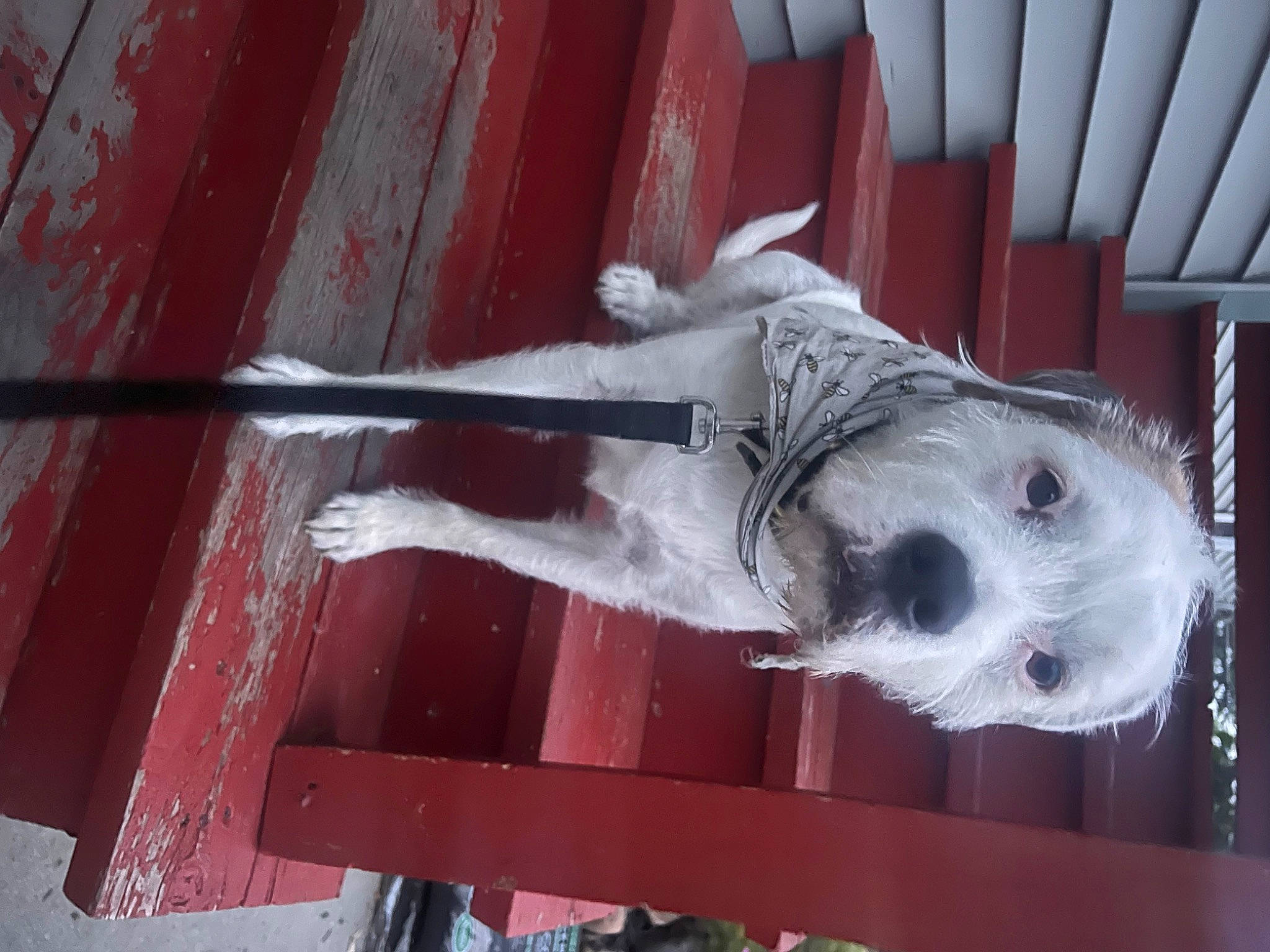 Brick joined the competition — help win amazing prizes! canidae, carmine, carnivore, companion_dog, dog, dog_breed, fawn, fur, non_sporting_group, snout, sporting_group, vehicle_door, wood, working_animal