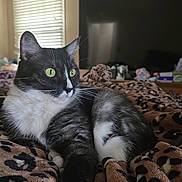 Mama is registered to the contest to win money with this photo: animal, bedroom, black_and_white_cat, blanket, cat, cozy, curious, domestic_animal, fur, furniture, green_eyes, indoor, leopard_print, pet, relaxing, resting, soft_texture, television, whiskers, window