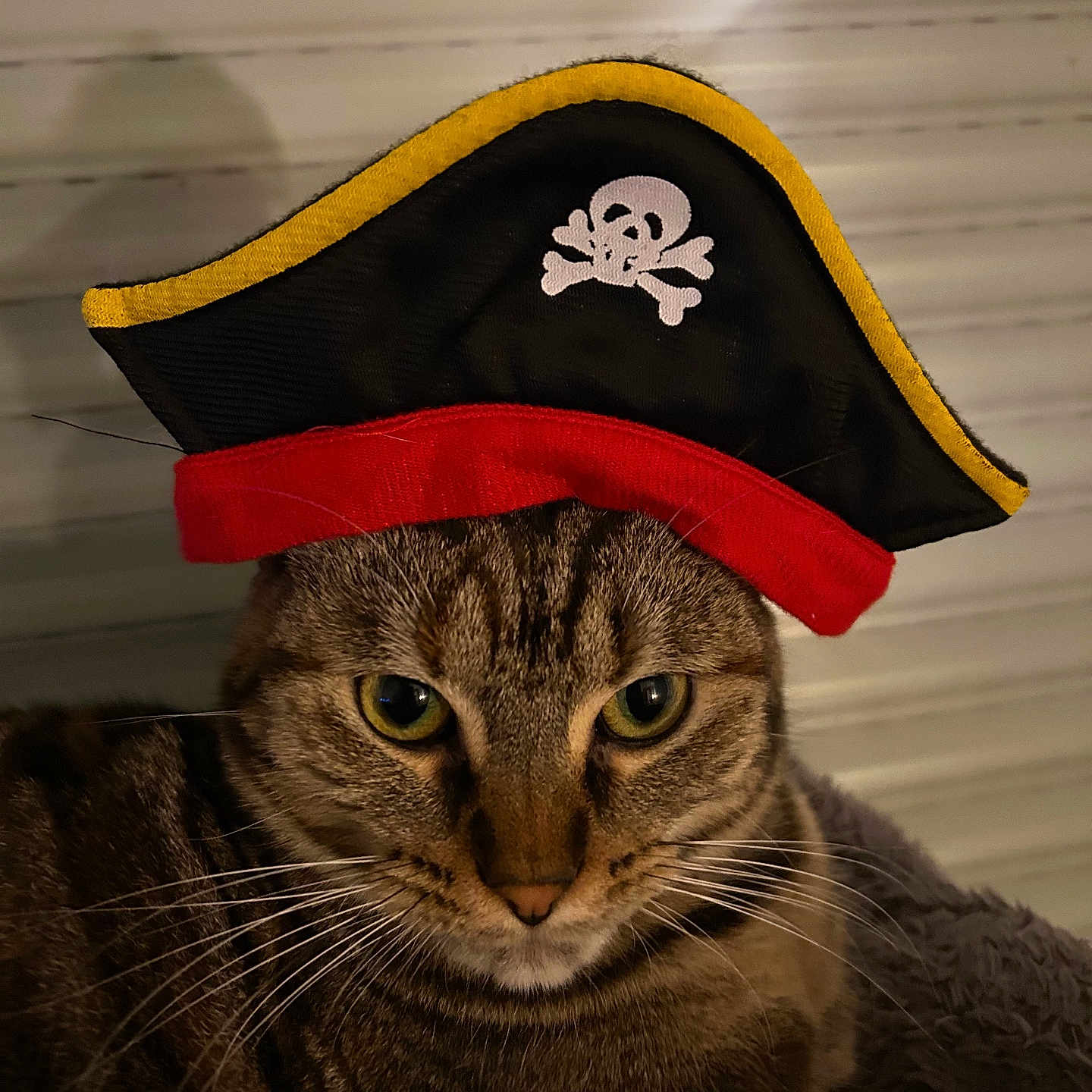 Mimi participe au concours pour gagner de l'argent avec cette photo : abyssinian, animal, baseballcap, cap, cat, clothing, flag, hat, kitten, logo, officer, person, pet, pirate, symbol