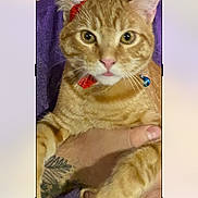 Ziggy Stardust is registered to the contest to win money with this photo: cat, orange_tabby, hat, santa_hat, plaid, person, tattoo, purple_shirt, indoor, close_up, pet, animal, face, whiskers, ears, hand, holding, blue_screen, fur, collar