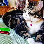 Frankie joined the competition — help win amazing prizes! bell, cat, closeup, collar, domestic_cat, ears, furniture, green, green_eyes, indoor, markers, paws, pet, red, relaxed, striped, tabby, tablecloth, whiskers, wicker_chair