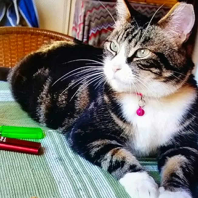 Frankie joined the competition — help win amazing prizes! bell, cat, closeup, collar, domestic_cat, ears, furniture, green, green_eyes, indoor, markers, paws, pet, red, relaxed, striped, tabby, tablecloth, whiskers, wicker_chair