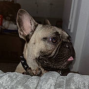 Rocky joined the competition — help win amazing prizes! dog, french_bulldog, pet, tongue_out, blanket, indoor, cozy, ears, close_up, animal, cute, companion, domestic, fur, snout, collar, paw, home, curious, portrait
