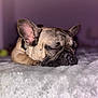 Rocky joined the competition — help win amazing prizes! dog, french_bulldog, sleeping, close_up, pet, animal, cozy, blanket, indoor, cute, resting, ears, snout, fur, portrait, soft, calm, relaxation, domestic_animal, mammal