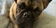 Rocky is registered to the contest to win money with this photo: dog, french_bulldog, pet, close_up, ears, face, lying_down, blanket, soft_texture, cozy, sleepy, brown, black, animal, indoors, portrait, cute, fur, expression, resting