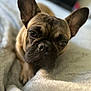 dog, french_bulldog, pet, close_up, ears, face, lying_down, blanket, soft_texture, cozy, sleepy, brown, black, animal, indoors, portrait, cute, fur, expression, resting