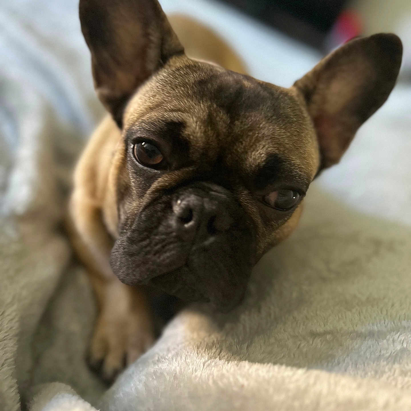 Rocky is registered to the contest to win money with this photo: animal, black, blanket, brown, close_up, cozy, cute, dog, ears, expression, face, french_bulldog, fur, indoors, lying_down, pet, portrait, resting, sleepy, soft_texture