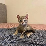 Oslo participe au concours pour gagner de l'argent avec cette photo : kitten, cat, bed, blanket, tabby, pet, indoor, feline, young, cute, animal, tail, ears, whiskers, fur, resting, looking, curious, headboard, pattern