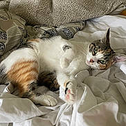 Naya participe au concours pour gagner de l'argent avec cette photo : cat, calico_cat, pet, bed, blanket, white_sheet, cozy, indoor, feline, animal, paw, green_eyes, resting, fur, cute, domestic_cat, relaxed, looking, comfortable, home