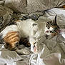 cat, calico_cat, pet, bed, blanket, white_sheet, cozy, indoor, feline, animal, paw, green_eyes, resting, fur, cute, domestic_cat, relaxed, looking, comfortable, home