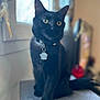 black_cat, cat, indoor, window, collar, pet, feline, yellow_eyes, soft_light, curious, sitting, paw_tag, blurred_background, domestic_cat, cute, animal, furry, whiskers, portrait, cozy