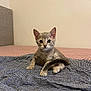 kitten, cat, bed, blanket, tabby, pet, indoor, feline, young, cute, animal, tail, ears, whiskers, fur, resting, looking, curious, headboard, pattern