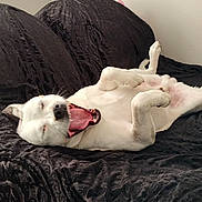 Buddy joined the competition — help win amazing prizes! bed, bedroom, blanket, canine, comfy, cute, dog, fur, indoor, mattress, paw, pet, portrait, relaxed, resting, sleepy, teeth, tongue, white_dog, yawning