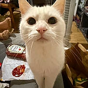 Doudou a rejoint le concours — aidez-le/la à gagner de superbes lots ! cat, white_cat, wide_eyes, table, ketchup_bottle, ketchup_splatter, indoor, fan, furniture, feet, person, clutter, paper, curious, pet, whiskers, close_up, domestic, room, floor