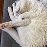 Doudou a rejoint le concours — aidez-le/la à gagner de superbes lots ! cat, white_cat, sleeping, curled_up, furry, pet, indoor, cozy, couch, paw, pink_paw, fur, animal, resting, relaxed, cute, whisker, nose, tail, soft