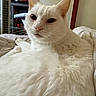 cat, white_cat, pet, animal, feline, fur, bed, indoors, resting, looking_at_camera, close_up, domestic_animal, cozy, sitting, whiskers, ears, nose, soft_texture, relaxed, household