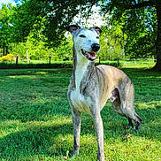 Yaka participe au concours pour gagner de l'argent avec cette photo : animal, canine, daytime, dog, ears, fence, field, fur, grass, greenery, happy, leaves, muzzle, nature, outdoor, pet, smiling, standing, sunlight, tree