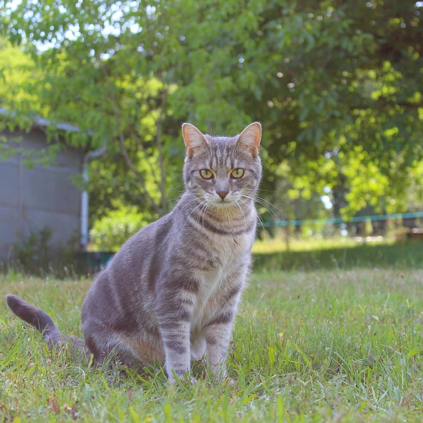 Stérix