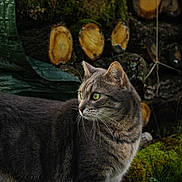 Stérix a rejoint le concours — aidez-le/la à gagner de superbes lots ! alert, animal, background, cat, curious, fur, grass, gray_tabby, green_eyes, logs, mammal, moss, natural_light, nature, outdoor, pet, rustic, side_view, whiskers, wood