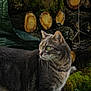 alert, animal, background, cat, curious, fur, grass, gray_tabby, green_eyes, logs, mammal, moss, natural_light, nature, outdoor, pet, rustic, side_view, whiskers, wood