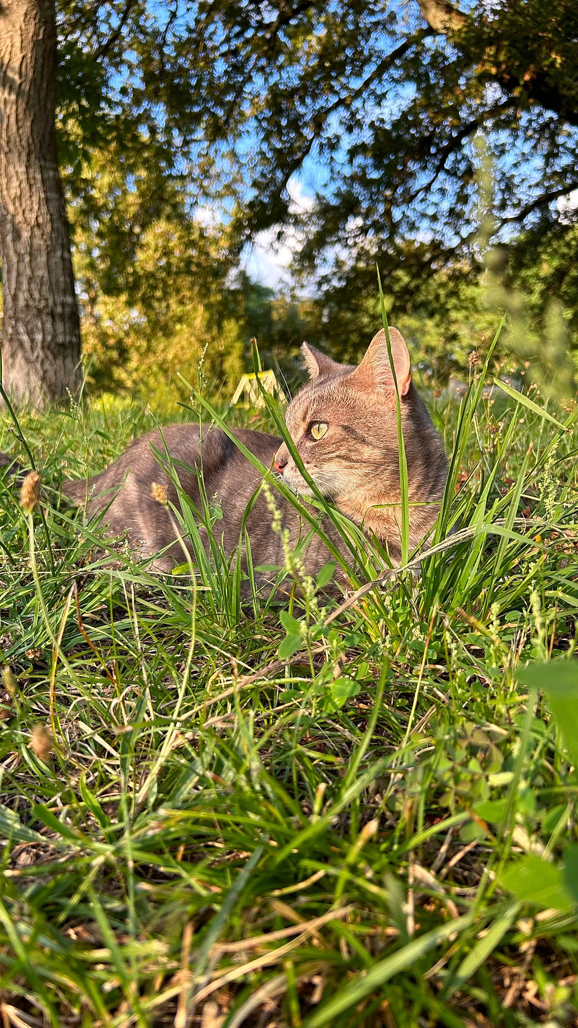 Stérix participe au concours pour gagner de l'argent avec cette photo : carnivore, cat, domestic_short_haired_cat, fawn, felidae, forest, fur, grass, grass_family, groundcover, plant, small_to_medium_sized_cats, snout, tail, terrestrial_animal, tree, trunk, twig, whiskers, wood
