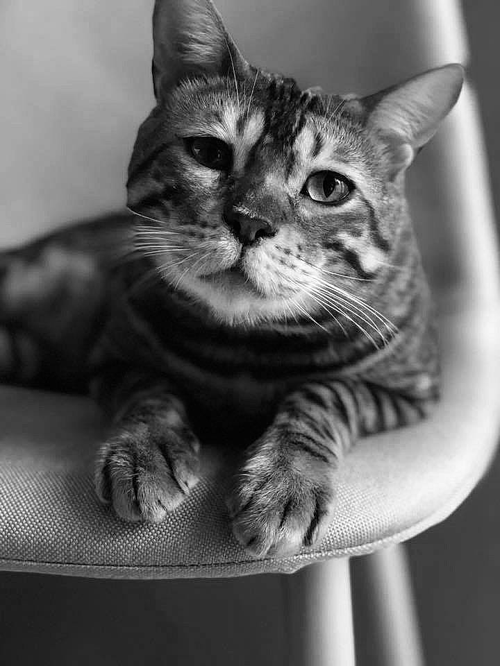 Maori a rejoint le concours — aidez-le/la à gagner de superbes lots ! black_and_white, carnivore, cat, close_up, domestic_short_haired_cat, ear, eye, felidae, fur, grey, iris, monochrome, monochrome_photography, paw, small_to_medium_sized_cats, snout, stock_photography, style, whiskers, wildlife