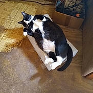 Buttons joined the competition — help win amazing prizes! cat, black_and_white, lounging, box, indoor, floor, cardboard_box, cables, relaxed, pet, animal, feline, resting, fur, whiskers, tail, paw, home, room, wooden_door