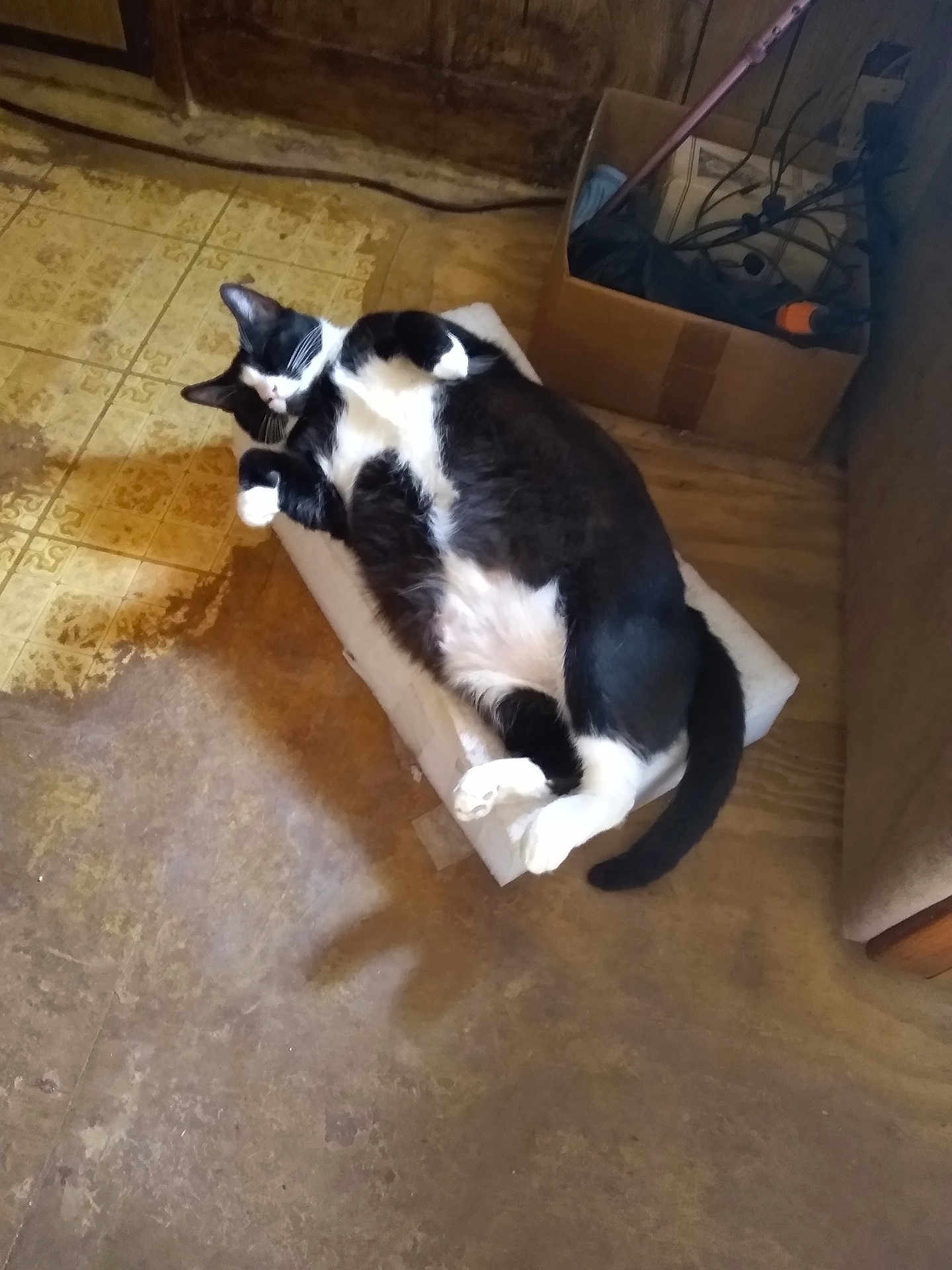 Buttons joined the competition — help win amazing prizes! cat, black_and_white, lounging, box, indoor, floor, cardboard_box, cables, relaxed, pet, animal, feline, resting, fur, whiskers, tail, paw, home, room, wooden_door