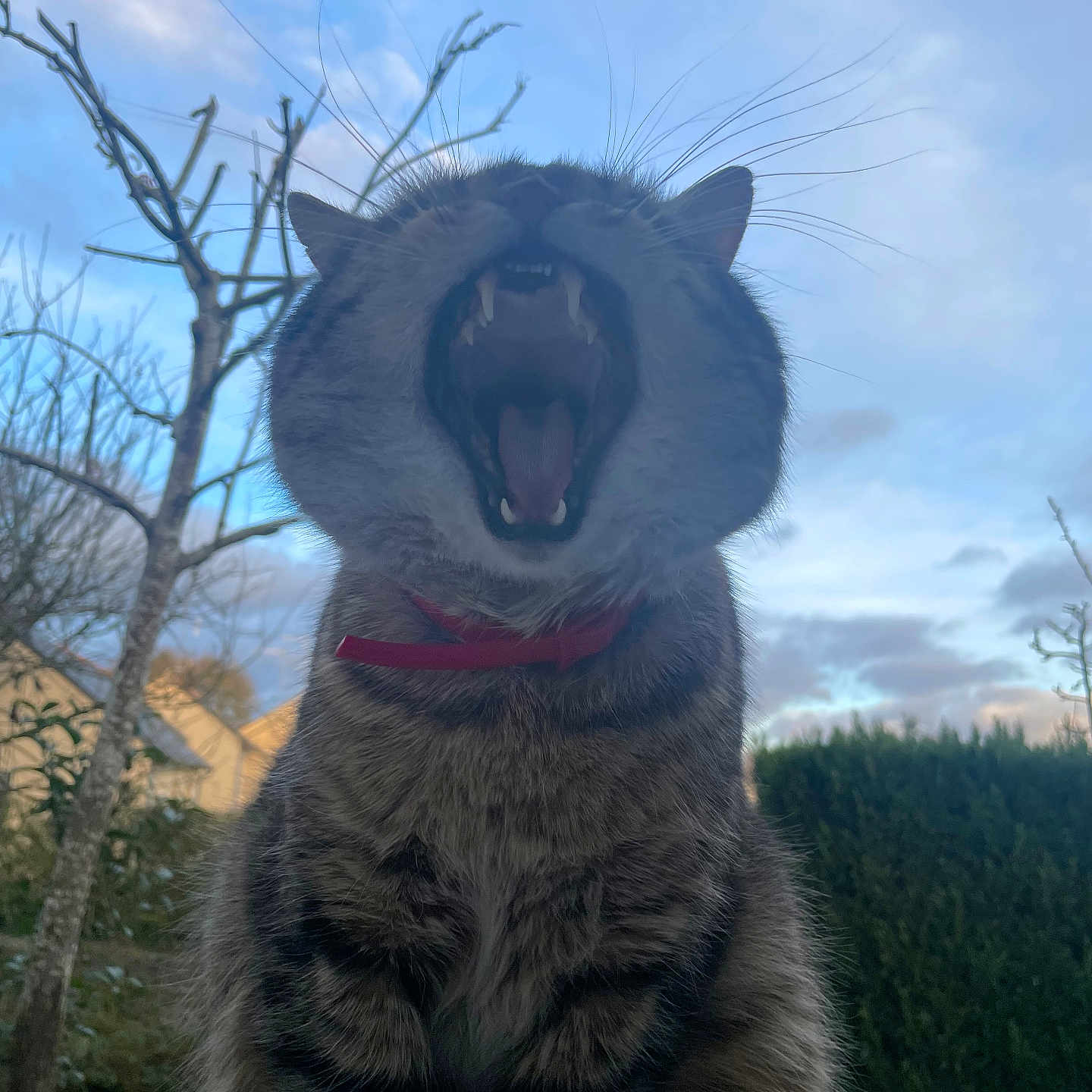 Choupi a rejoint le concours — aidez-le/la à gagner de superbes lots ! animal, bodypart, cat, face, grass, head, manx, mouth, nature, outdoors, person, pet, photography, plant, portrait, sky, teeth, tongue, tree, vegetation