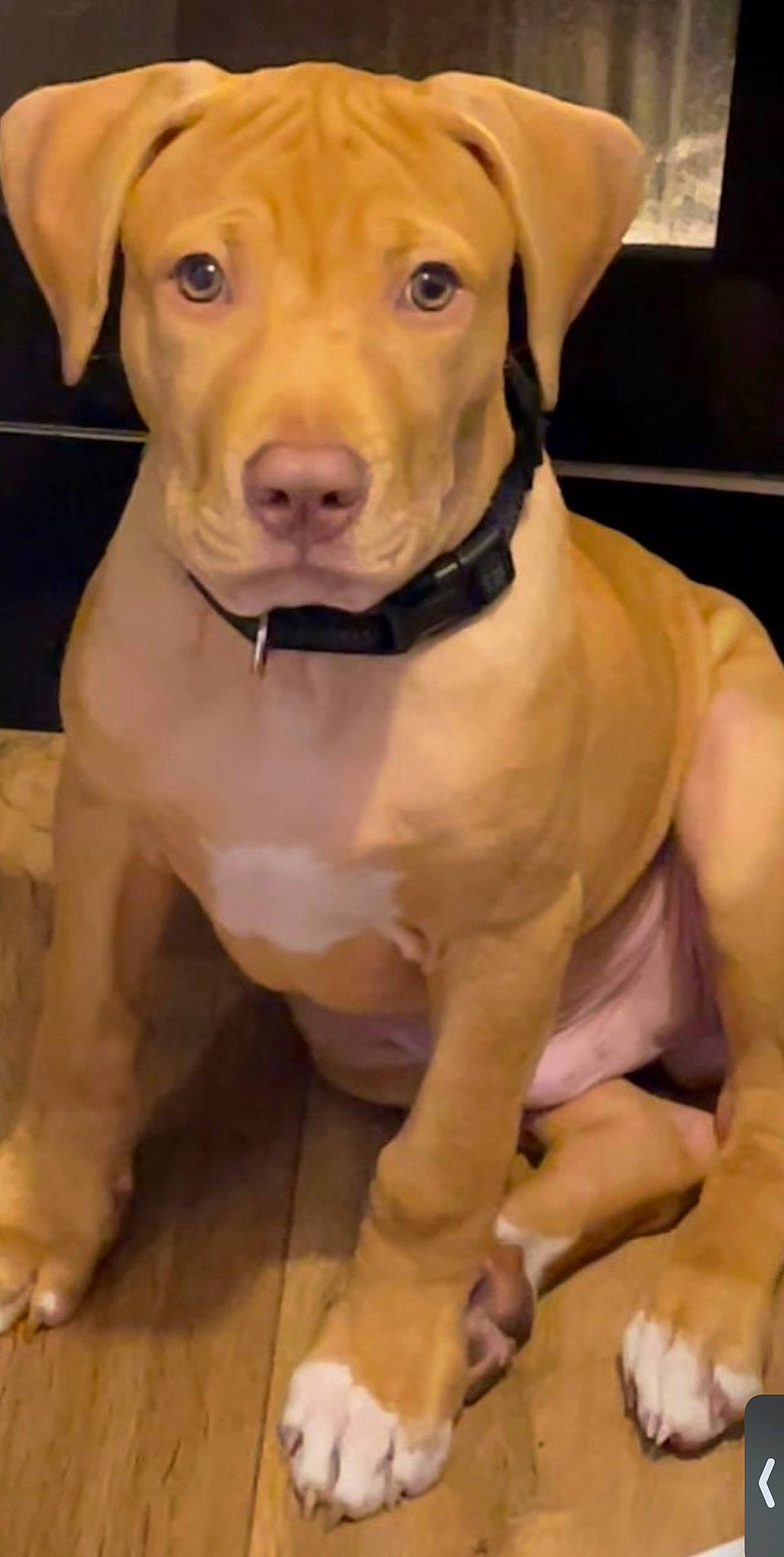 Thanos participe au concours pour gagner de l'argent avec cette photo : canidae, carnivore, collar, companion_dog, dog, dog_breed, dog_collar, fawn, firefighter, fur, guard_dog, liver, molosser, non_sporting_group, pet_supply, snout, sporting_group, whiskers, working_animal, working_dog