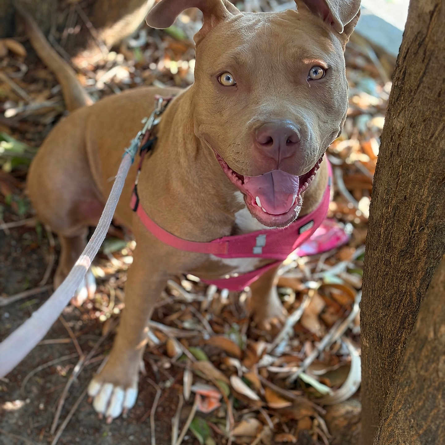 Fiona participe au concours pour gagner de l'argent avec cette photo : dog, canine, pet, brown_dog, happy, smiling, outdoor, leash, harness, tree, leaves, nature, animal, closeup, portrait, friendly, playful, tongue_out, sunlight, walking